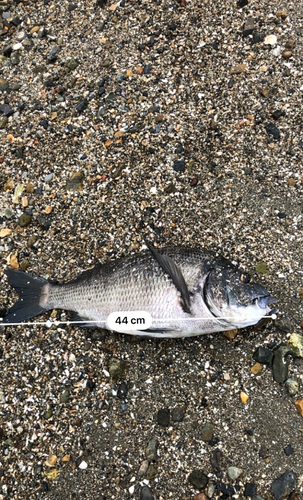 クロダイの釣果