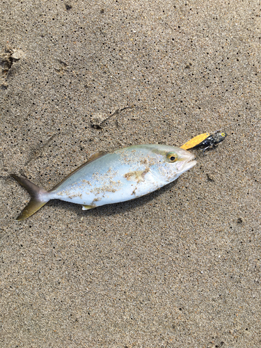 ショゴの釣果