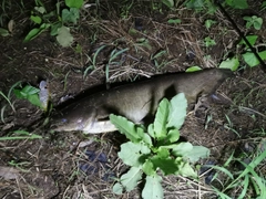 ニホンナマズの釣果