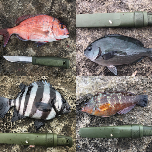 タイの釣果