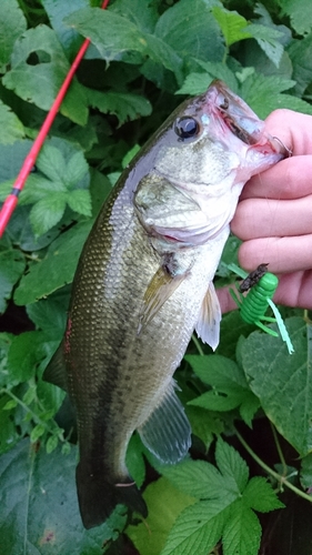 ラージマウスバスの釣果