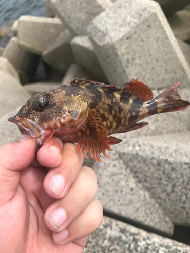 カサゴの釣果