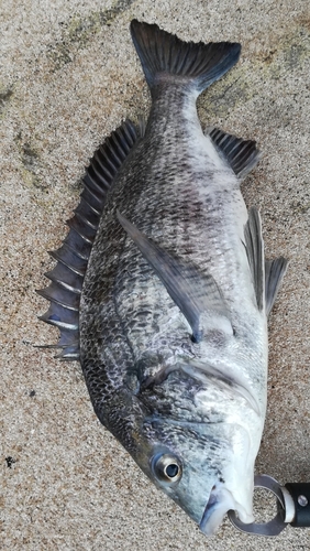 チヌの釣果