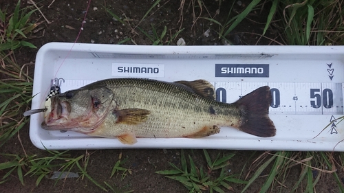 ブラックバスの釣果