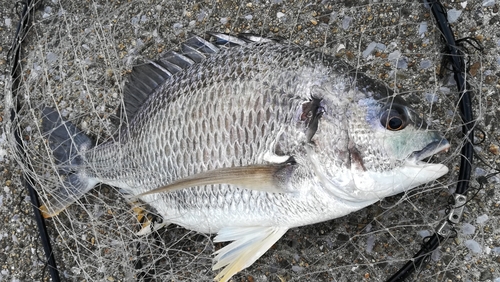 キビレの釣果