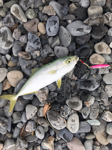 ワカシの釣果