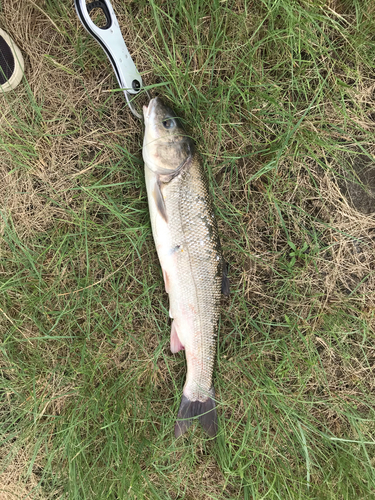 マルタウグイの釣果