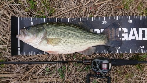 ブラックバスの釣果