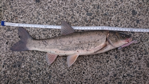 ウグイの釣果