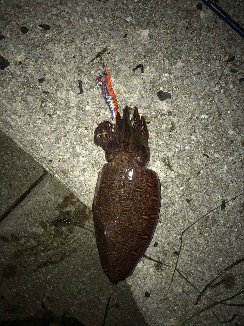 コウイカ