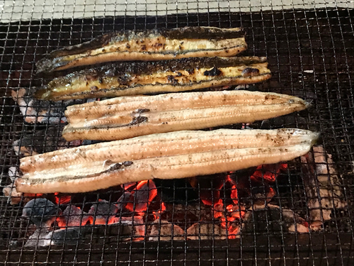 ウナギの釣果