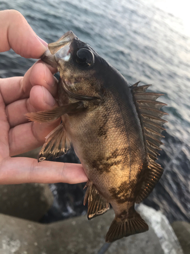 シロメバルの釣果