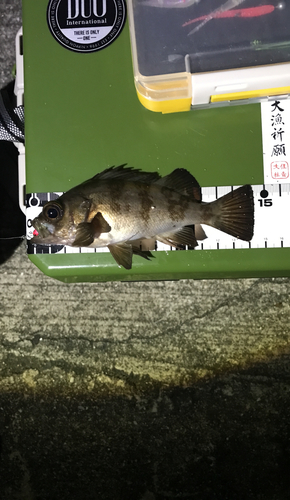 メバルの釣果