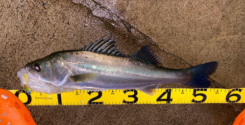 シーバスの釣果