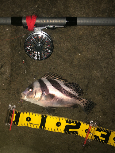 コショウダイの釣果