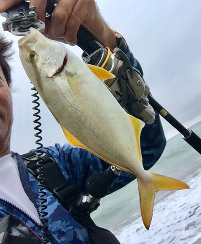 ショゴの釣果