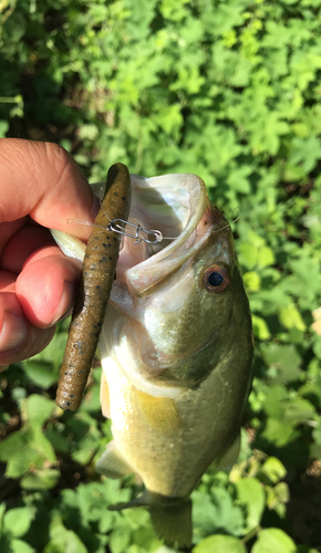 ブラックバスの釣果