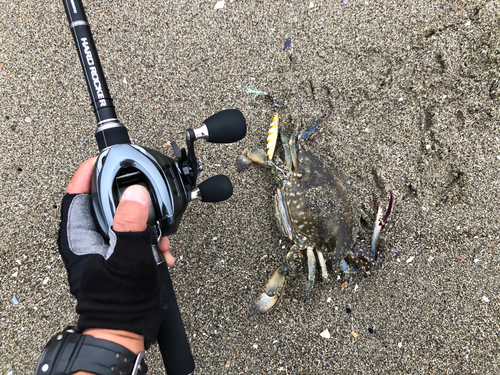 ワタリガニの釣果