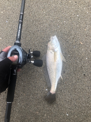 イシモチの釣果