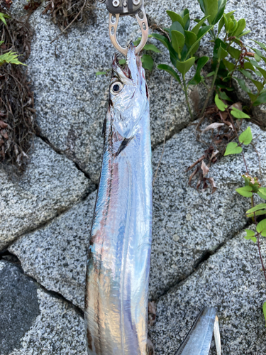 タチウオの釣果