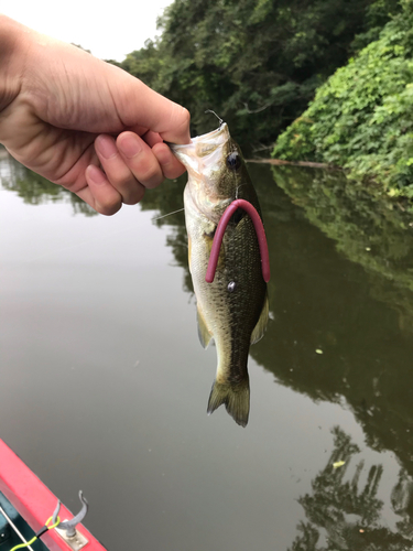 ラージマウスバスの釣果