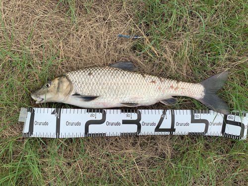 ニゴイの釣果