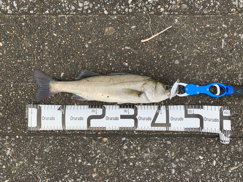 フッコ（マルスズキ）の釣果