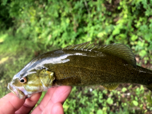 ブルーギルの釣果