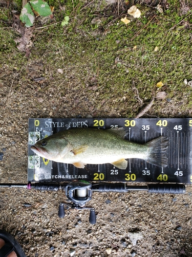 ブラックバスの釣果