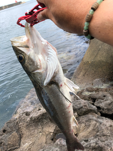 スズキの釣果