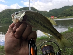 ブラックバスの釣果