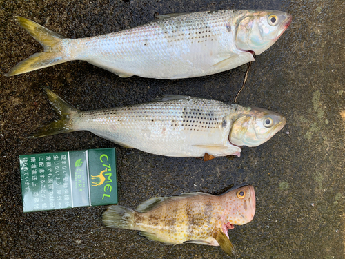 コノシロの釣果