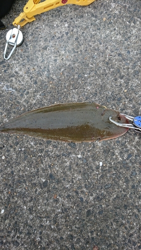 シタビラメの釣果