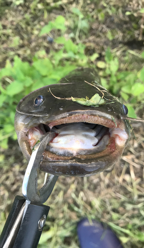 ナマズの釣果