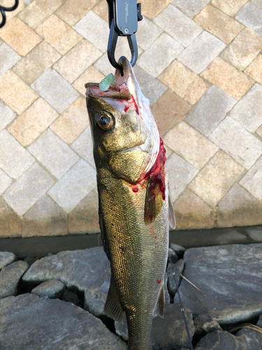 シーバスの釣果