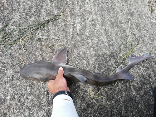 サメの釣果