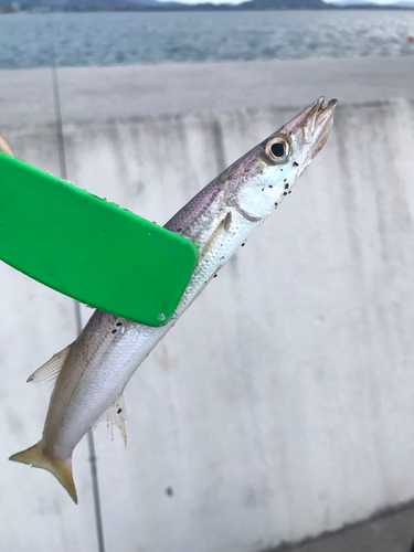 アカカマスの釣果