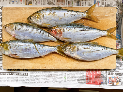 コノシロの釣果