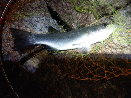 セイゴ（ヒラスズキ）の釣果