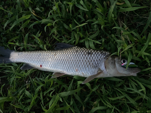 ニゴイの釣果