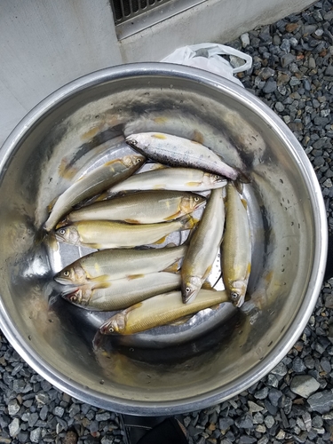 アユの釣果