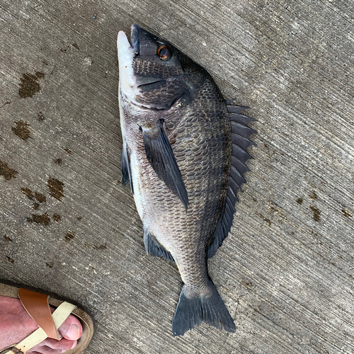 チヌの釣果