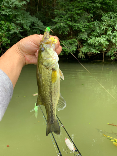 ラージマウスバスの釣果