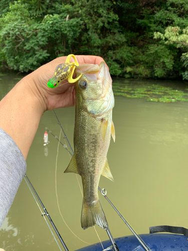 ラージマウスバスの釣果