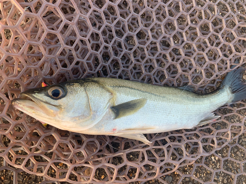 フッコ（マルスズキ）の釣果