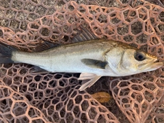 フッコ（マルスズキ）の釣果