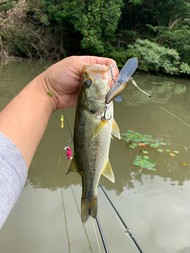 ラージマウスバスの釣果