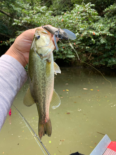 ラージマウスバスの釣果