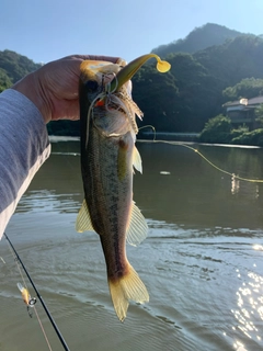 ラージマウスバスの釣果