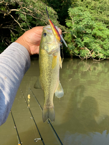 ラージマウスバスの釣果